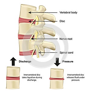 Vertebral body and disc anatomy and functionality on pressure medical vector illustration