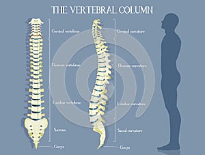 The vertebral colum