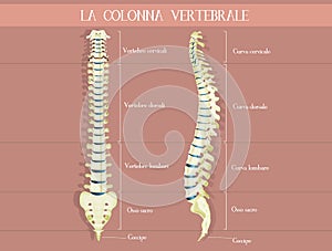 The vertebral colum diagram