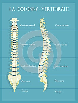 The vertebral colum scheme