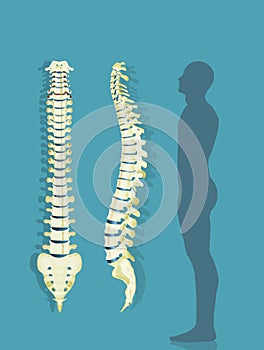 The vertebral colum scheme
