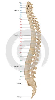 The vertebral column, also known as the backbone or spine. The human vertebral column and its regions Coccyx, Sacrum photo