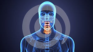 3d illustration of skeleton spinal bone anatomy photo