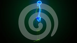 3d illustration of human body spinal and hip bone anatomy photo