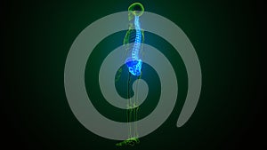 3d illustration of human body spinal and hip bone anatomy photo