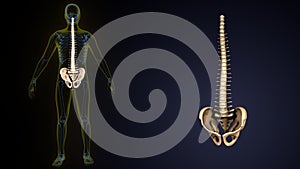 3d illustration of human body spinal and hip bone anatomy photo