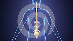 3d illustration of human body spinal bone anatomy photo