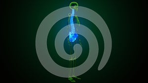 3d illustration of human body spinal and hip bone anatomy photo