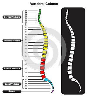 Vertebral column anatomy infographic diagram with spine vertebra