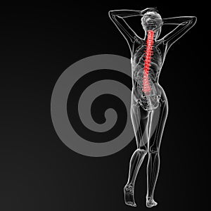 Vertebral column photo