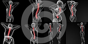 Vertebral column photo