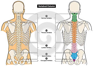 Vertebral column of human body anatomy infographic diagram medical science education spine vertebra photo