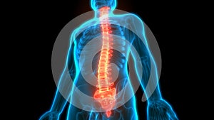 Vertebral Column of Human Skeleton System with Anatomy