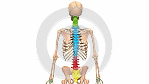 Vertebral Column of Human Skeleton System Anatomy Animation Concept