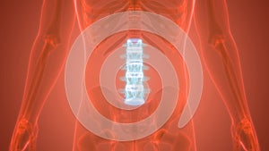 Vertebral Column Lumbar Vertebrae of Human Skeleton System Anatomy