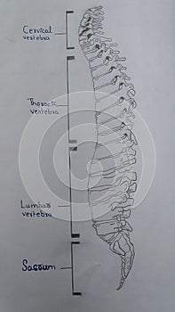 Vertebral column of Man made by 11th science student