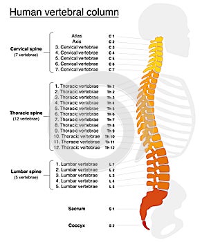 Vertebrale colonna nomi colonna vertebrale 