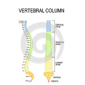 Vertebral column. Numbering order of the vertebrae of the human