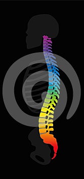 Vertebral Column Rainbow Colors Human Backbone