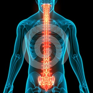 Vertebral Column Sacrum of Human Skeleton System Anatomy