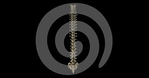 Vertebral column, sacrum y coxis in rotation