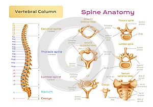 Vertebral Column Spine Infographics