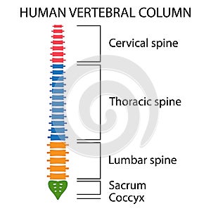 Vertebral Column spine structure. photo