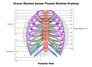 Vertebral Column Thoracic Skeleton of Human Skeleton System Anatomy with Full Detailed Labels Posterior View