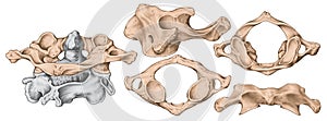 Vertebral morphology, first cervical vertebra photo