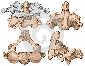 Vertebral morphology, second cervical vertebra photo