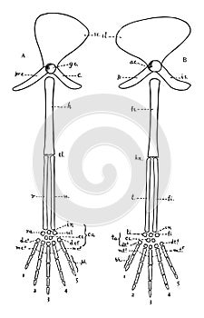 Vertebrate Appendages, vintage illustration