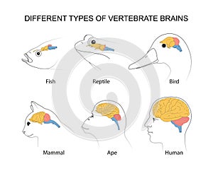 Vertebrate Brains: evolution, structures and functions photo