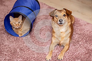 Vertebrate mammal dog and carnivore cat playing in tunnel