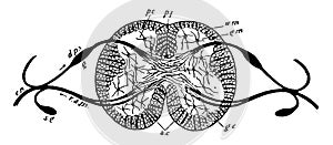 Vertebrate Spinal Cord, vintage illustration