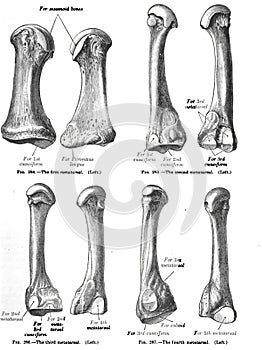 Vertica anatomy drawing and text of the four metatarsals, from the 19th century photo