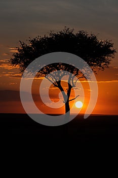 Vertical of an Acacia tree in a green field in Masai Mara national reserve in Kenya,Africa at sunset
