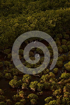 Vertical aerial shot of rainforests in Cancun, Mexico