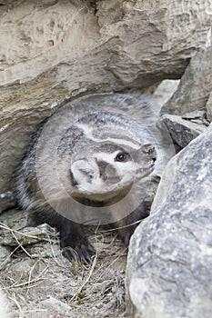 Vertical of aggressive badger photo