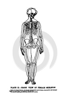 Vertical anatomy drawing and text of the front view of a female skeleton from the 19th-century