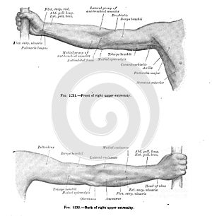 Vertical anatomy drawing and text of the right upper extremity, from the 19th-century