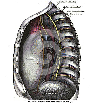 Vertical anatomy drawing and text of the thoracic aorta, from the 19th-century