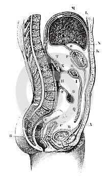 Vertical and antero-posterior of the abdomen, vintage engraving photo