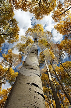 Vertical Aspen Canopy