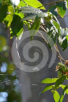 An Australian Spider Web