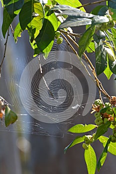 An Australian Spider Web