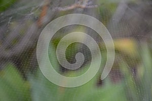 An Australian Spider Web