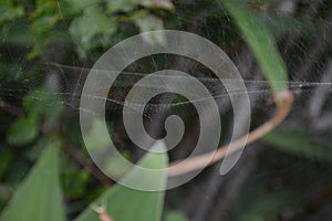 An Australian Spider Web