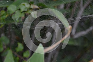 An Australian Spider Web