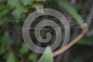 An Australian Spider Web