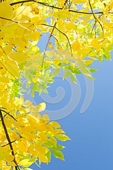Vertical autumn background with yellow foliage over blue sky photo